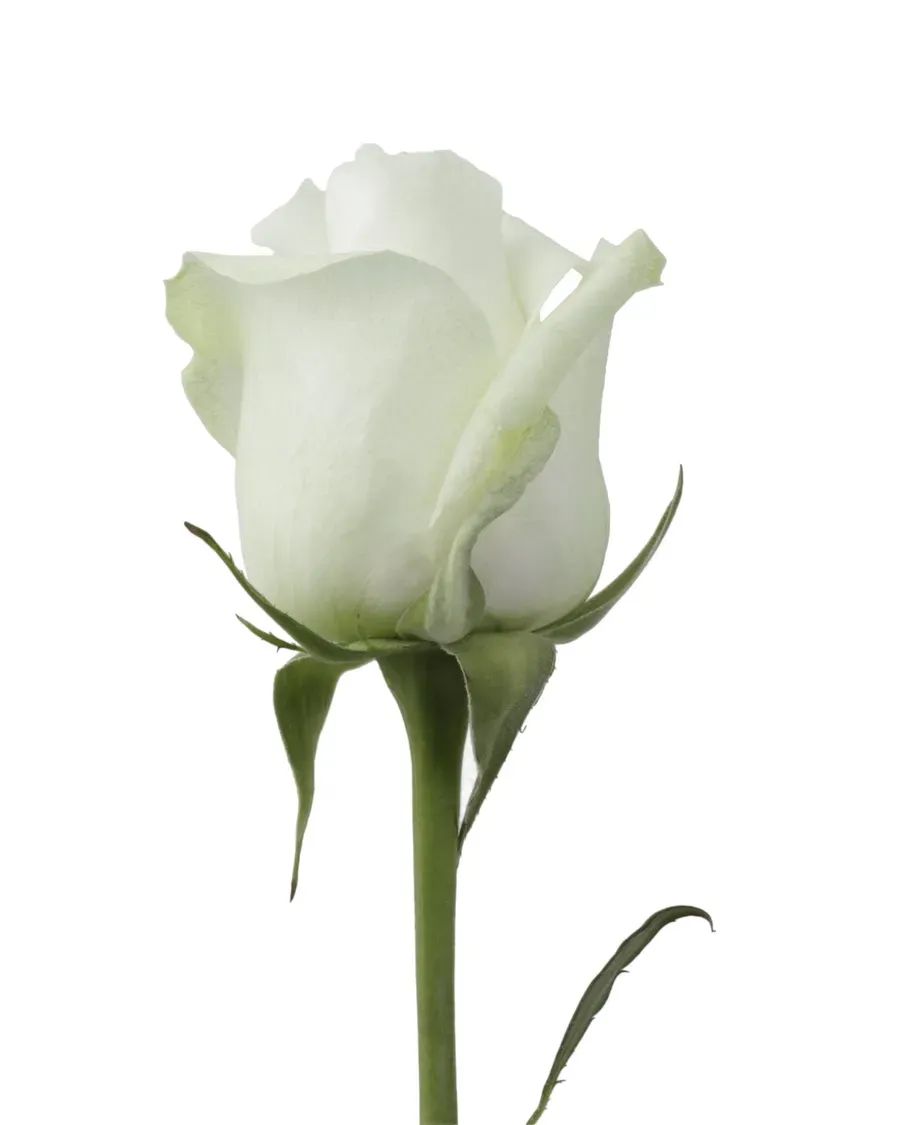 Proud — Rosas al por mayor desde Ecuador, 40–80 cm