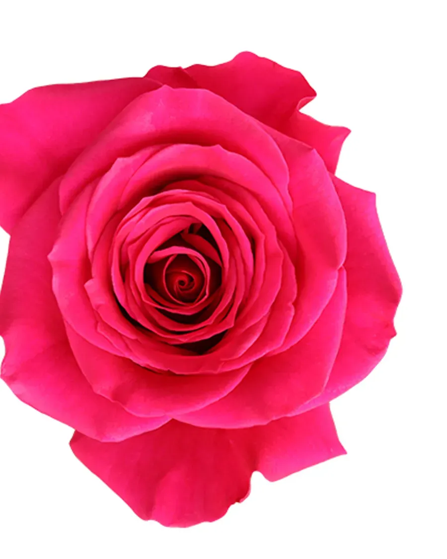 Queen Berry — Rosas al por mayor desde Ecuador, 40–80 cm