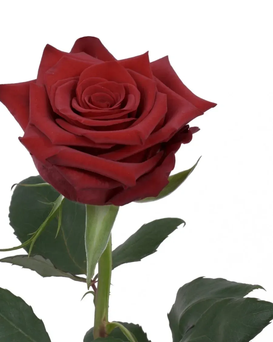 Red Paris — Rosas al por mayor desde Ecuador, 40–80 cm