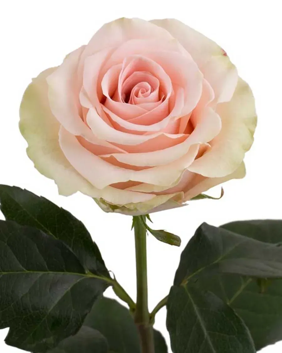 Salma — Rosas al por mayor desde Ecuador, 40–80 cm