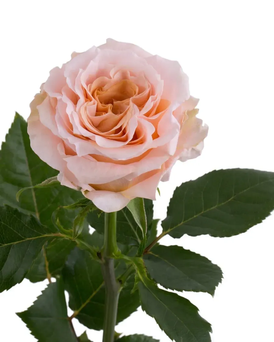Shimmer — Rosas al por mayor desde Ecuador, 40–80 cm