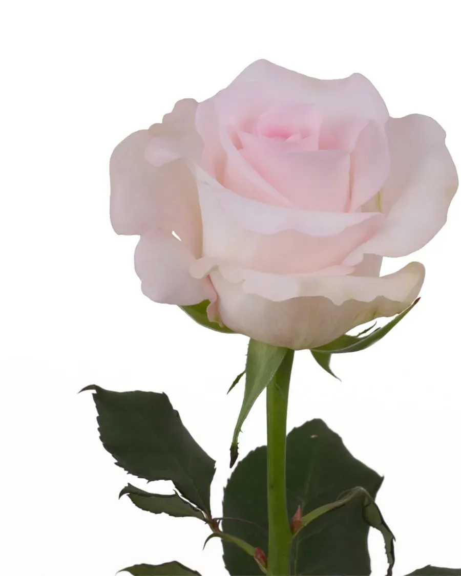 Sweet Akito — Rosas al por mayor desde Ecuador, 40–80 cm