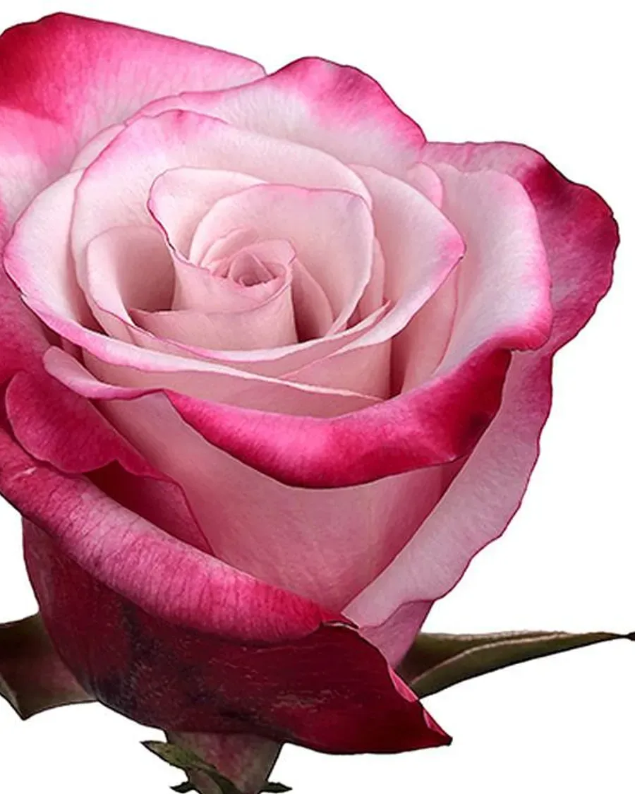 Sweet Berry — Rosas al por mayor desde Ecuador, 40–80 cm