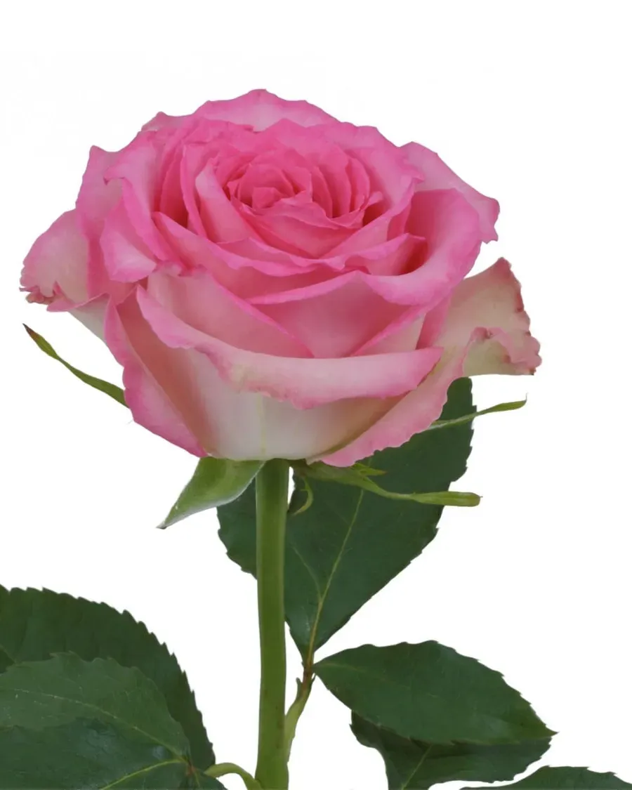 Sweet Unique — Rosas al por mayor desde Ecuador, 40–80 cm