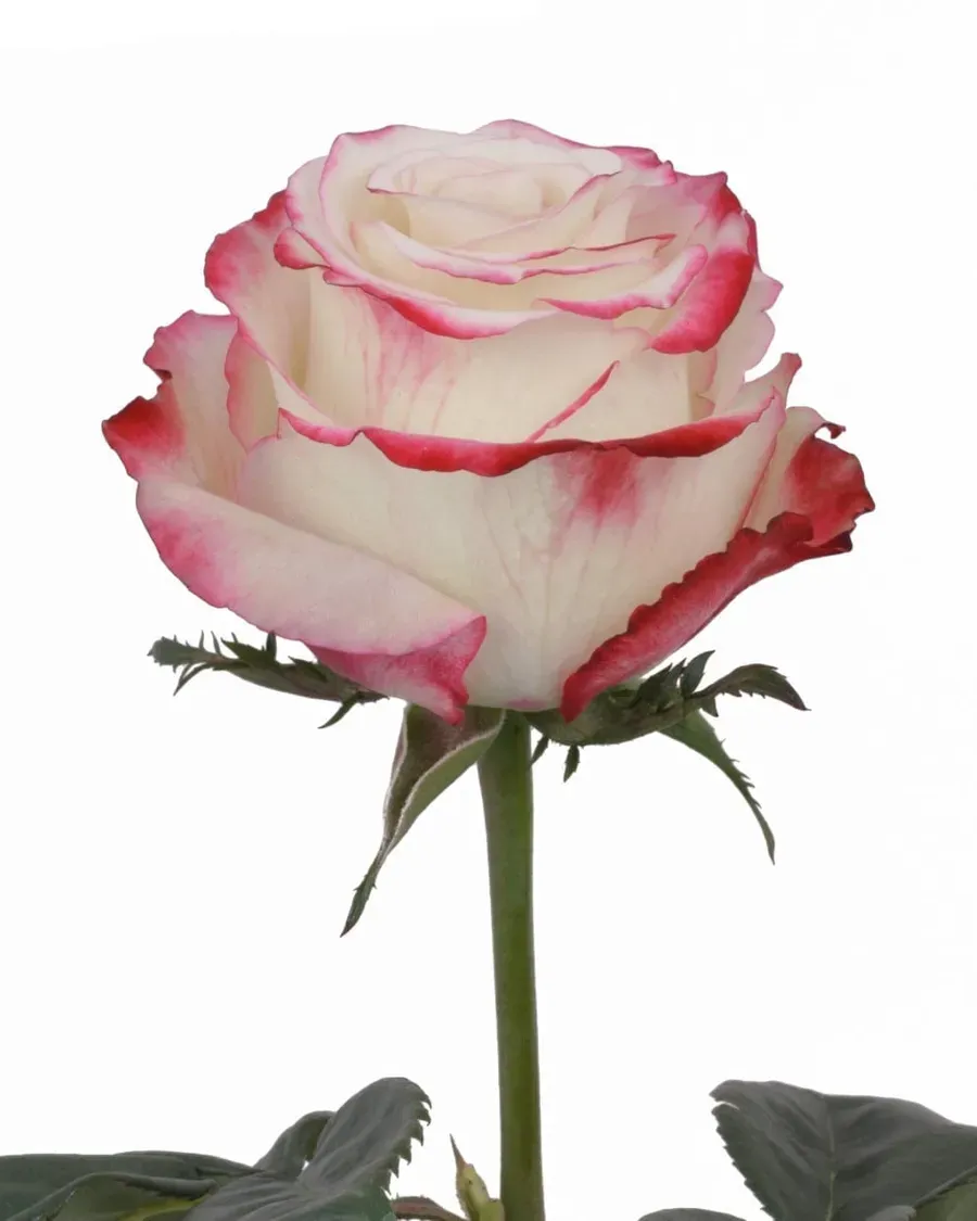 Sweetness — Rosas al por mayor desde Ecuador, 40–80 cm