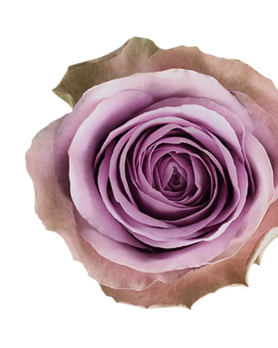 Tiara — Rosas al por mayor desde Ecuador, 40–80 cm