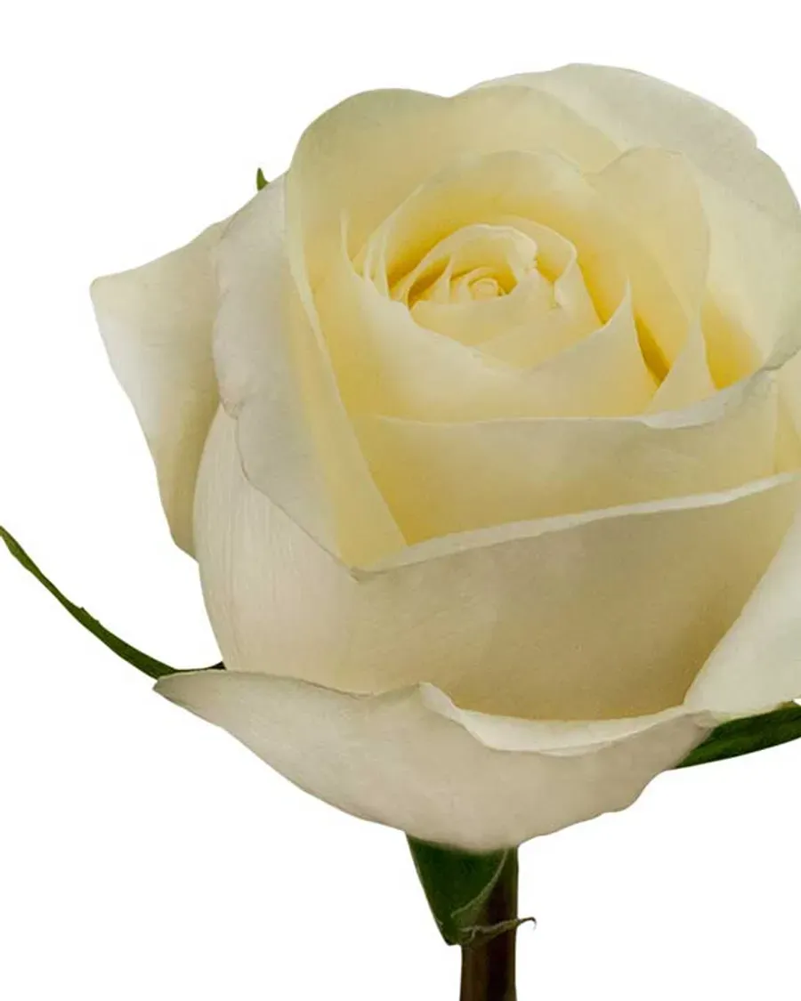 White Chocolate — Rosas al por mayor desde Ecuador, 40–80 cm