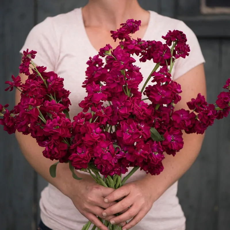 Ruby — Alhelí al por mayor desde Ecuador, 70 cm